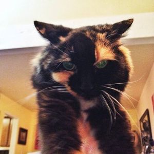 Meet your Posher, Ann